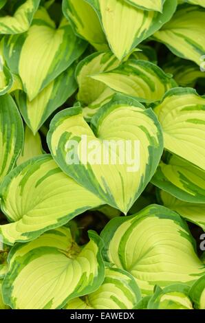 Plantain lily (Hosta ventricosa 'Aureomaculata') Stock Photo