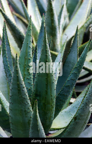 The sharp spines and thorns of an Aloe succulent in a garden. Stock Photo