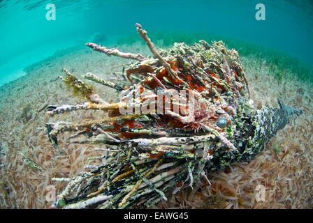 Underwater view of an old tree log covered with marine fauna. Stock Photo