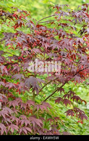 Japanese Maple Acer palmatum 