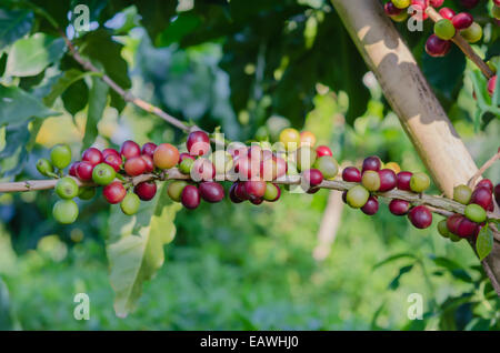 Coffee beans on tree in farm Stock Photo