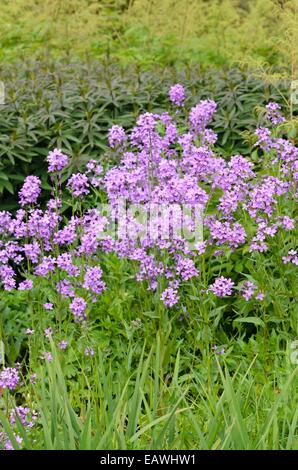 Annual honesty (Lunaria annua) Stock Photo