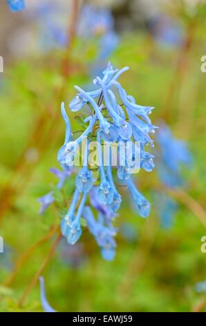 Blue corydalis (Corydalis elata x flexuosa 'Tory MP') Stock Photo