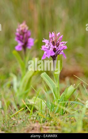 Southern marsh orchid (Dactylorhiza praetermissa) Stock Photo