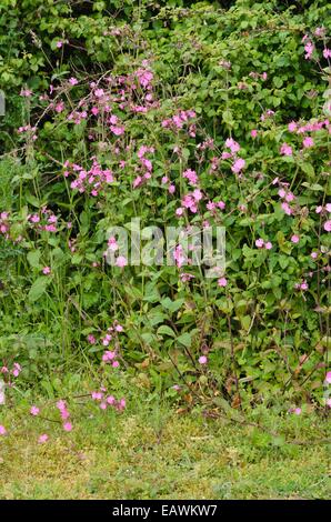 Red campion (Lychnis dioica syn. Silene dioica) Stock Photo