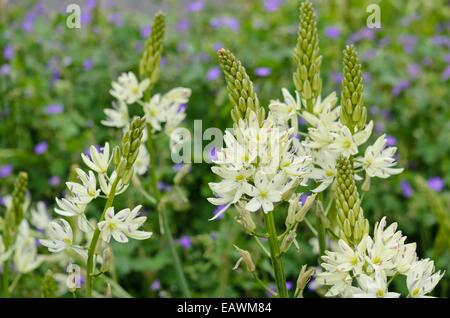 Camassia leichtlinii 'Alba' Stock Photo