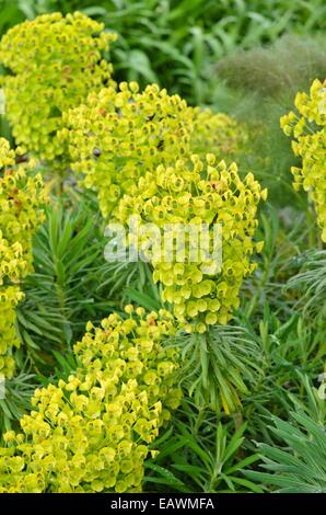 Large Mediterranean spurge (Euphorbia characias subsp. wulfenii) Stock Photo