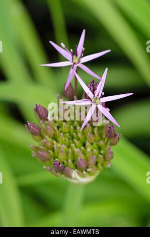 Star of Persia (Allium christophii) Stock Photo