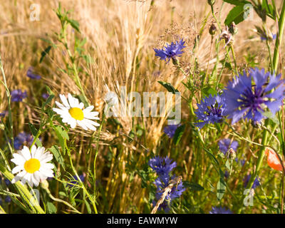 camomile, cornflower, barley near a field in summer Stock Photo