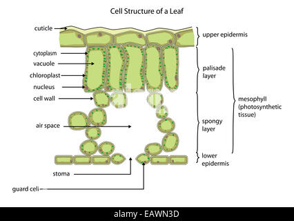 Section through a typical leaf showing the cell structure Stock Photo