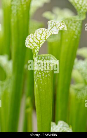 White trumpet pitcher (Sarracenia leucophylla) Stock Photo