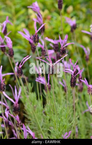 Topped lavender (Lavandula stoechas subsp. pedunculata) Stock Photo