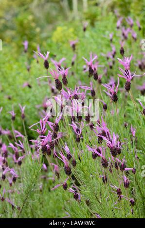 Topped lavender (Lavandula stoechas subsp. pedunculata) Stock Photo