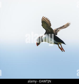 Puffin in flight against a blue sky Stock Photo