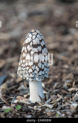 Magpie Fungus: Coprinus picaceus. Stock Photo