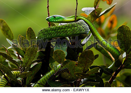 Jameson's mamba (Dendroaspis jamesoni jamesoni) on black background ...