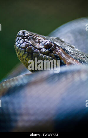 The scaled head of a Green Anaconda peers from its large muscular coils. Stock Photo