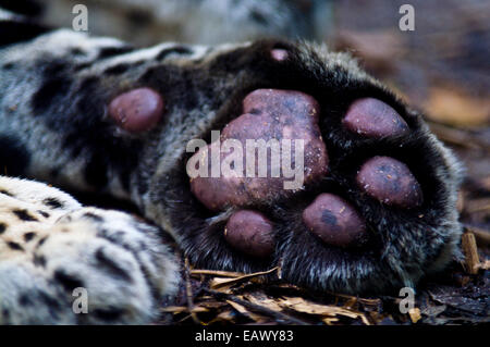 The toe and paw pads of a Jaguar lying asleep on the ground. Stock Photo