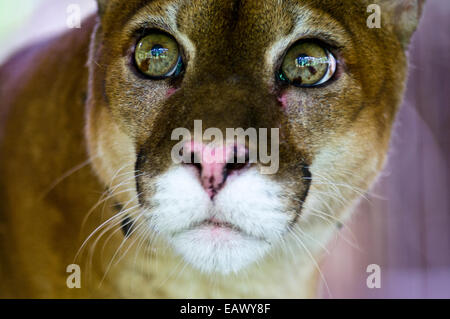 The wide-eyed inquisitive yet serene stare of a Mountain Lion with lime green eyes. Stock Photo