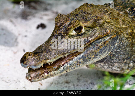 A Spectacled Caiman sun basking with its jaws open on a sandy river bank. Stock Photo