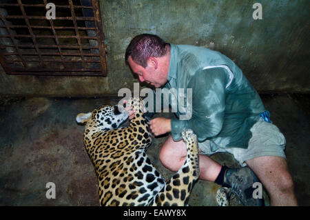 A hand-raised Jaguar play wrestles with a photographer after confiscation from a private home. Stock Photo