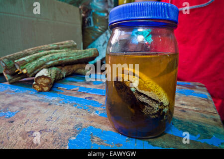 A South American Bushmaster head in alcohol for sale as traditional medicine in a black market. Stock Photo