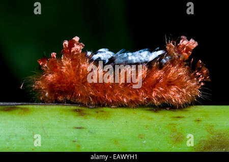 A Tarchon larvae from a moth is protected by a thick coat of poisonous hairs. Stock Photo