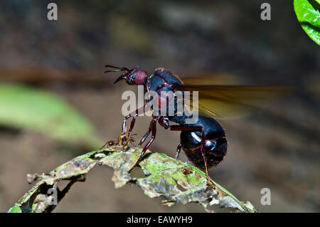 Leaf cutter ant alate queen beats her new wings as she leaves the colony for her nuptial flight. Stock Photo