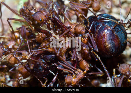 ant cutter leaf alate jaws cephalotes atta soldier close amazon soldiers alamy dismember rival attack queen rainforest