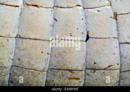 The leathery skin of a dead Black Caiman sold as meat and traditional medicine in a black market. Stock Photo