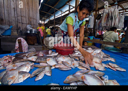 A woman sorting fruit-eating fish from the piranha family for sale in an Amazon River market. Stock Photo