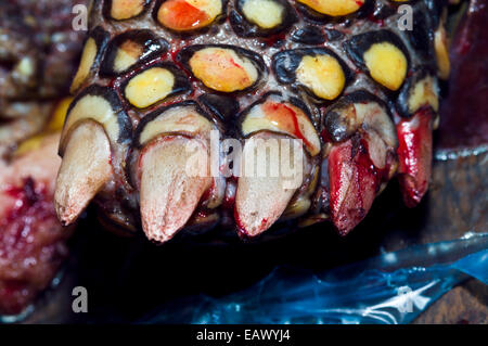 Blood on the toes of a Vulnerable Yellow-footed Tortoise butchered for food in a black market. Stock Photo