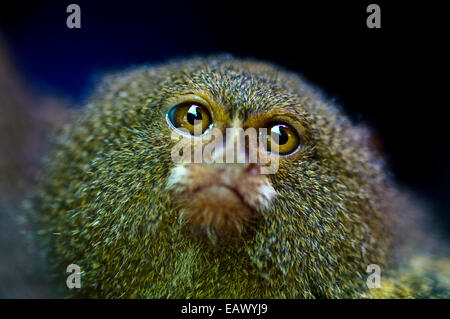 A terrified Pygmy Marmoset for sale in an Amazon River town black market. Stock Photo