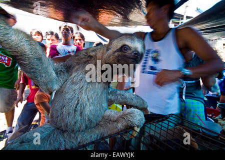 A juvenile brown-throated three-toed sloth for sale in an illegal black market. Stock Photo