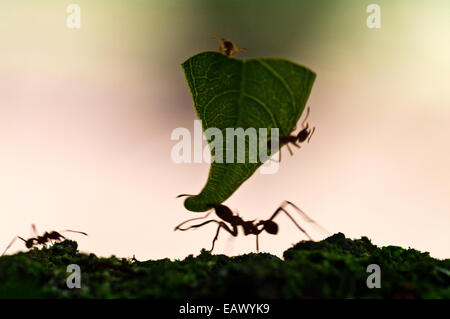 Leafcutter ants hitchhike a ride on a leaf fragment en route to the nest via a worker ant. Stock Photo
