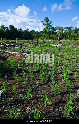 High ground rice plants grow in a cleared and burned rainforest area. Stock Photo