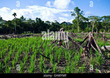 High ground rice plants grow in a cleared and burned rainforest area. Stock Photo