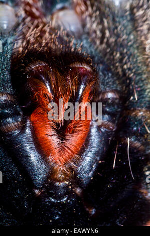 The enormous fangs of a pinktoe tarantula emerging from Chelicera and surrounded by red cilia. Stock Photo