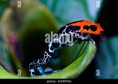 A new color morph of the Amazon Dart Frog peers out of its bromeliad home that it also defends. Stock Photo