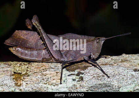 A colorful-winged grasshopper camouflaged like a dead leaf resting on a tree trunk. Stock Photo