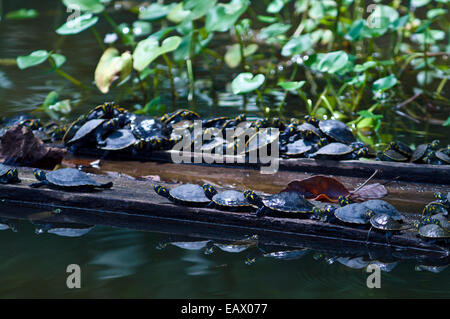 Yellow-spotted River Turtles bask in the sun on logging mill timber floating in a wetland. Stock Photo