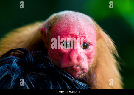 The bright red face of a Bald Uakari resting on the head of an Amazonian Indian. Stock Photo