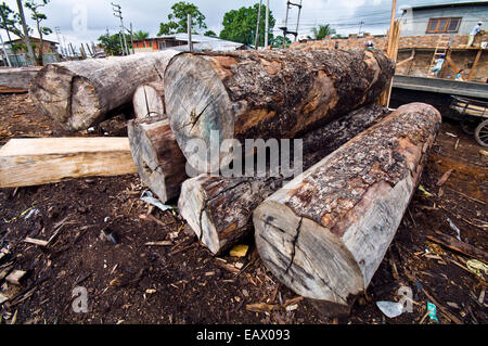 Logs cut from the Amazon rainforest waiting to be processed in a logging mill. Stock Photo