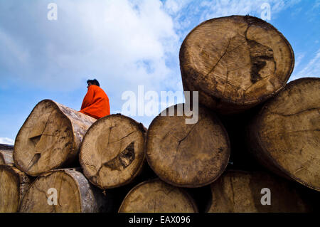 A logging mill laborer resting on top of a pile of logs cut from the Amazon rainforest. Stock Photo