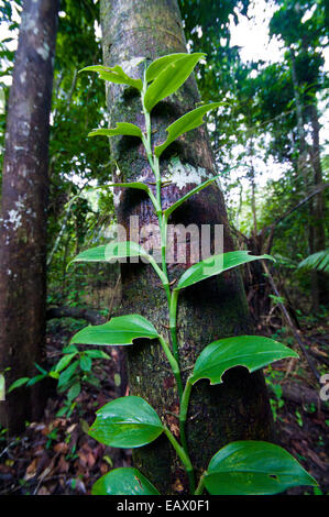 A vine with radiating leaves climbing a tree trunk towards the rainforest canopy and sunlight. Stock Photo