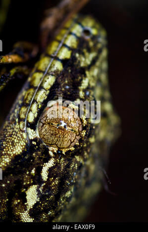 The mosaic eye and pupil of a turnip tailed gecko in the rainforest. Stock Photo