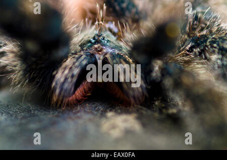 Menacing eyes and chelicerae of a rose-haired tarantula peering through the course hairs on it's legs. Stock Photo
