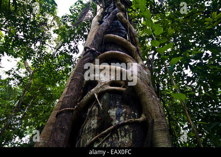 A strangler fig wraps large woody fingers around the trunk of a rainforest tree for support. Stock Photo