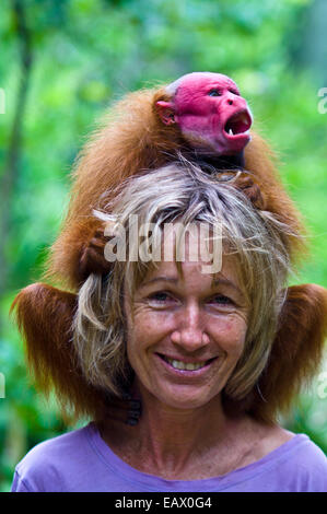 A bald uakari sitting on the head of a conservationist in the Amazon rainforest. Stock Photo