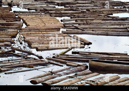 Logging Rivers Clogged The Amazon River choked with logs from rainforest trees waiting to be ...